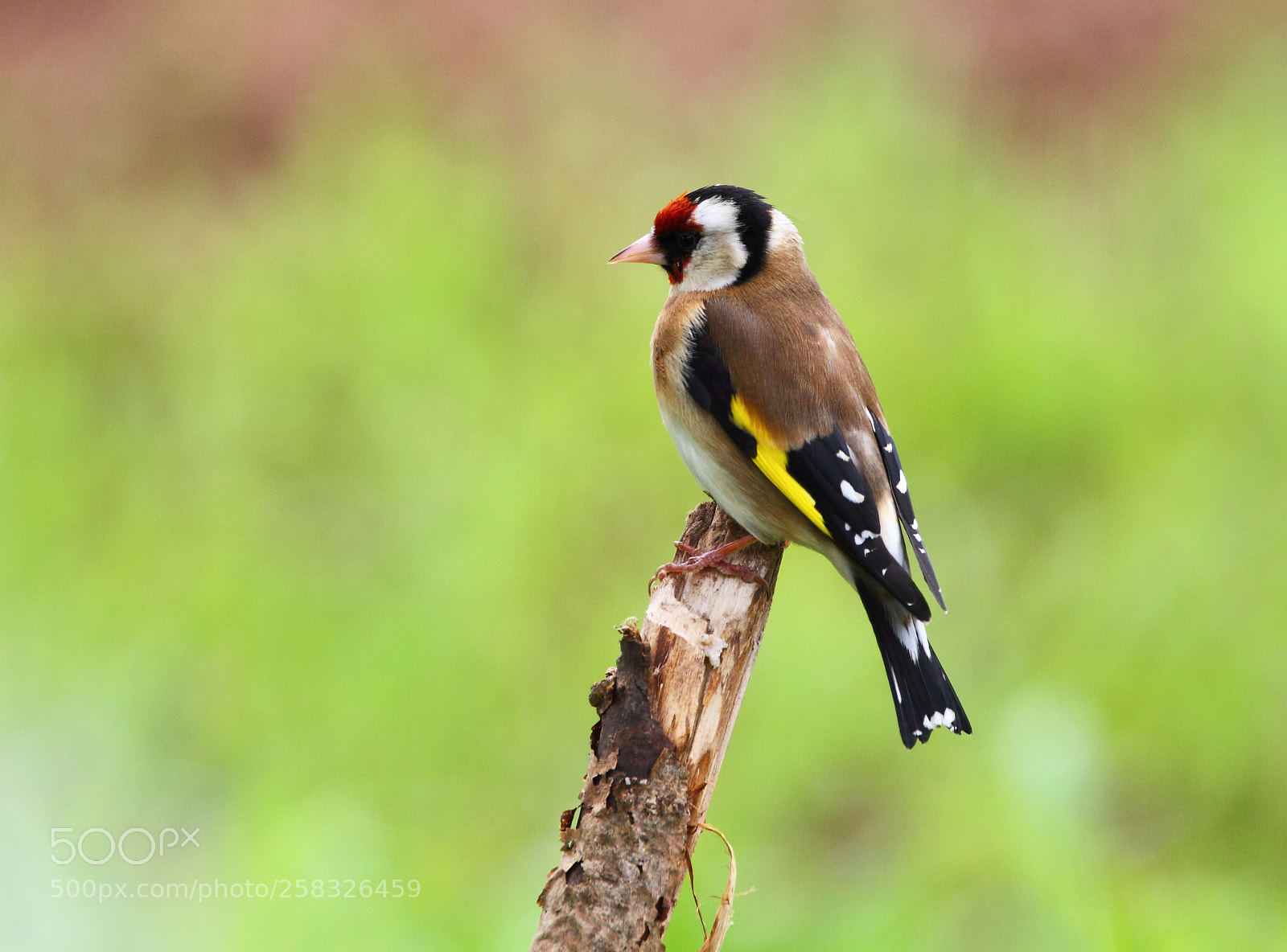 Canon EOS-1D Mark IV sample photo. Goldfinch photography