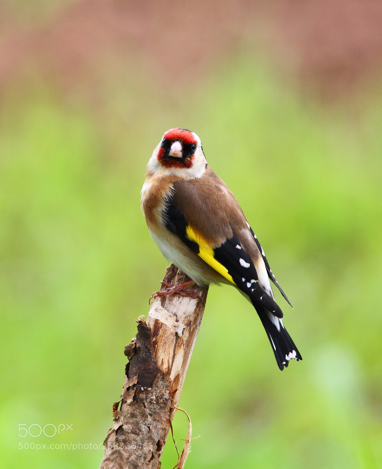 Canon EOS-1D Mark IV sample photo. Goldfinch photography