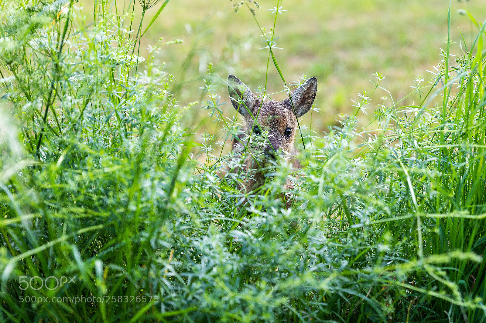 Canon EOS 5D Mark IV sample photo. Fawn photography