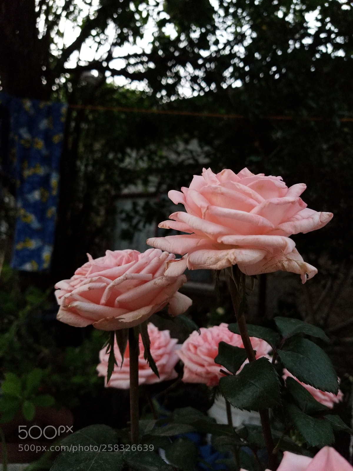 Samsung Galaxy S8+ sample photo. Untitled photography