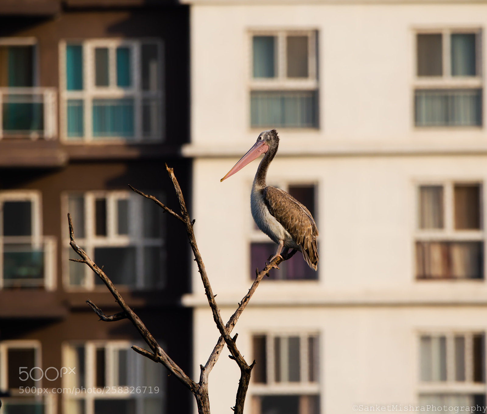 Nikon D5100 sample photo. Spot-billed pelican photography