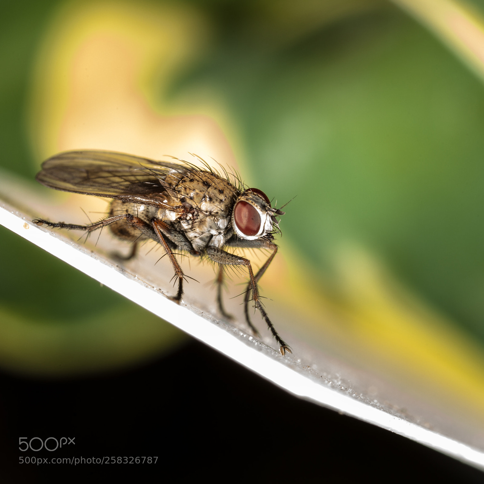 Canon EOS 5D Mark II sample photo. Fliege fly photography