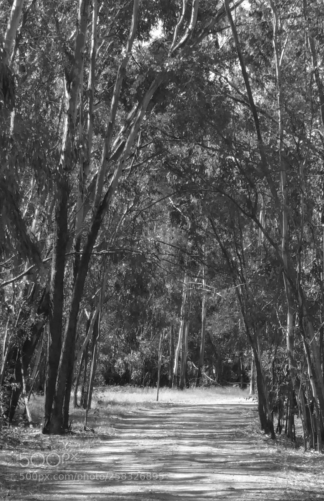 Samsung Galaxy Note4 sample photo. Old dirt road photography