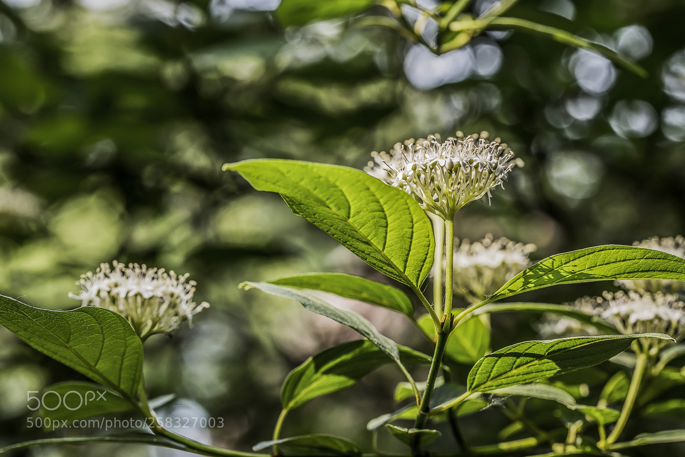Canon EOS 5D Mark IV sample photo. Hartriegel (cornus) photography