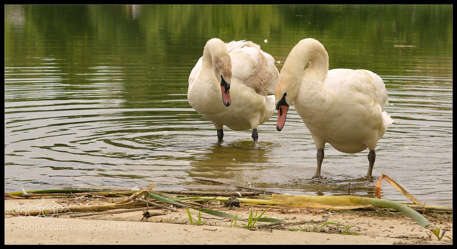 Nikon D3200 sample photo. Swans photography