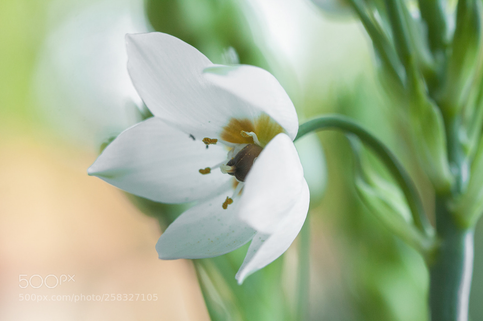 Canon EOS 50D sample photo. Ornithogalum photography