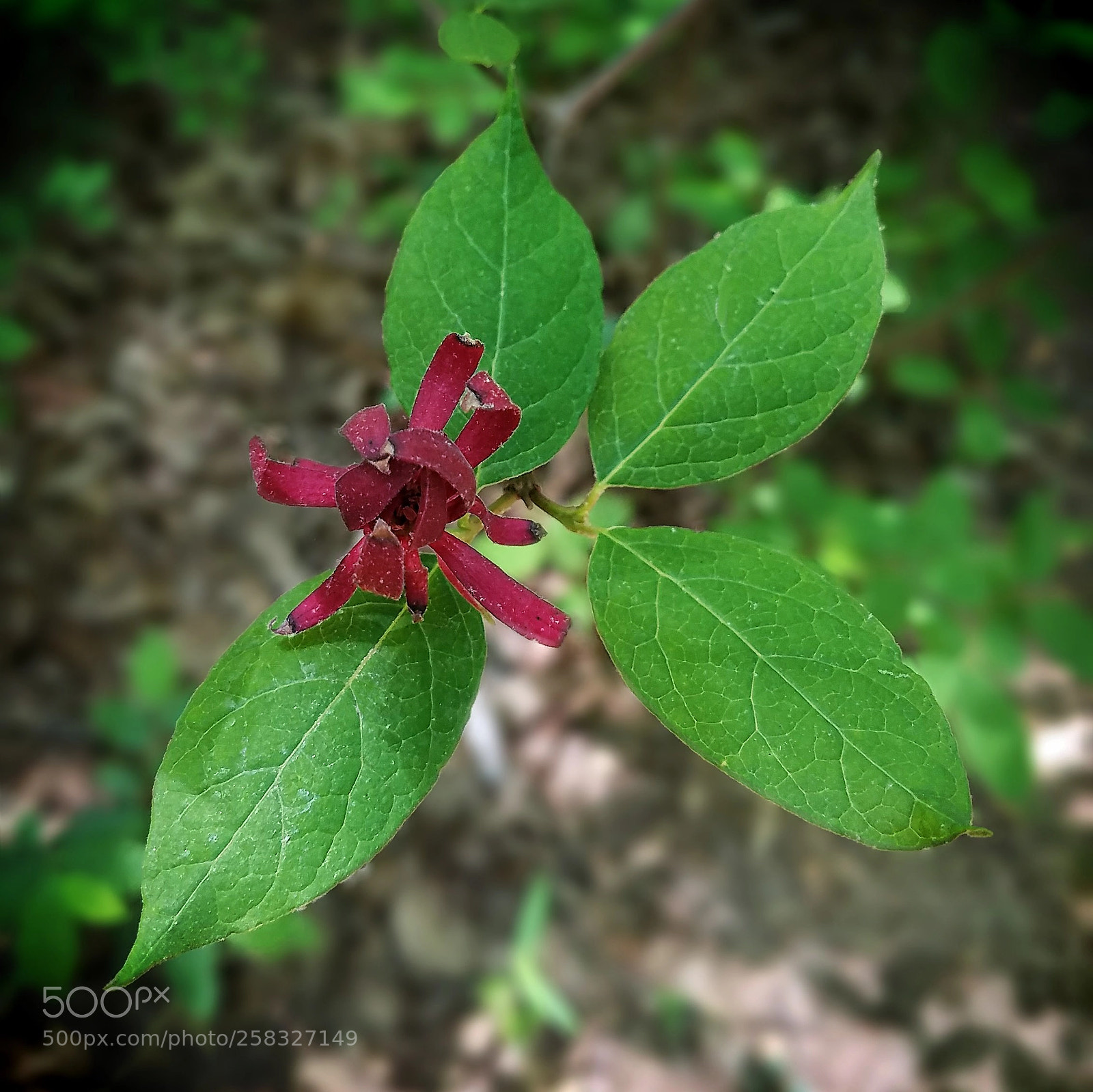 Samsung Galaxy S7 sample photo. Sweet shrub photography