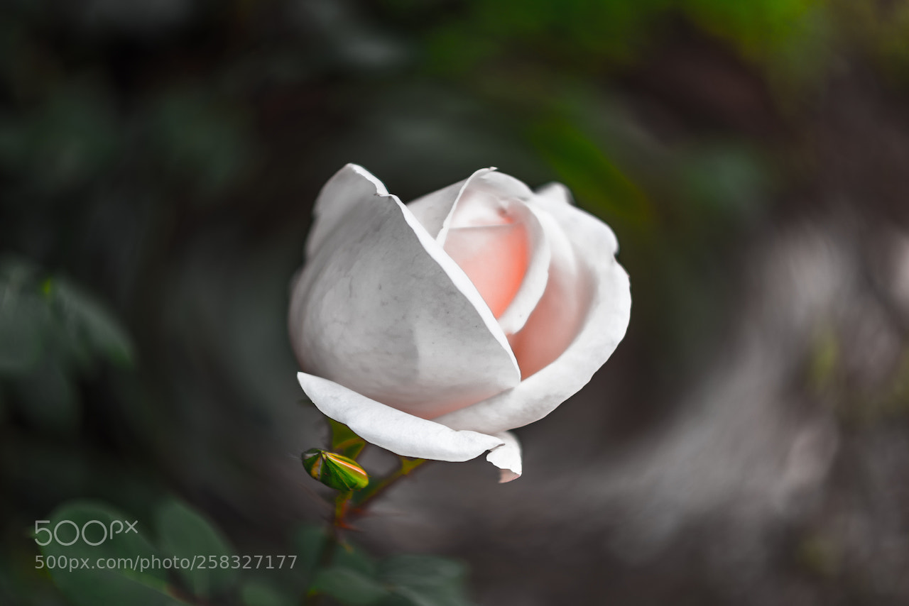 Nikon D810 sample photo. The white rose photography