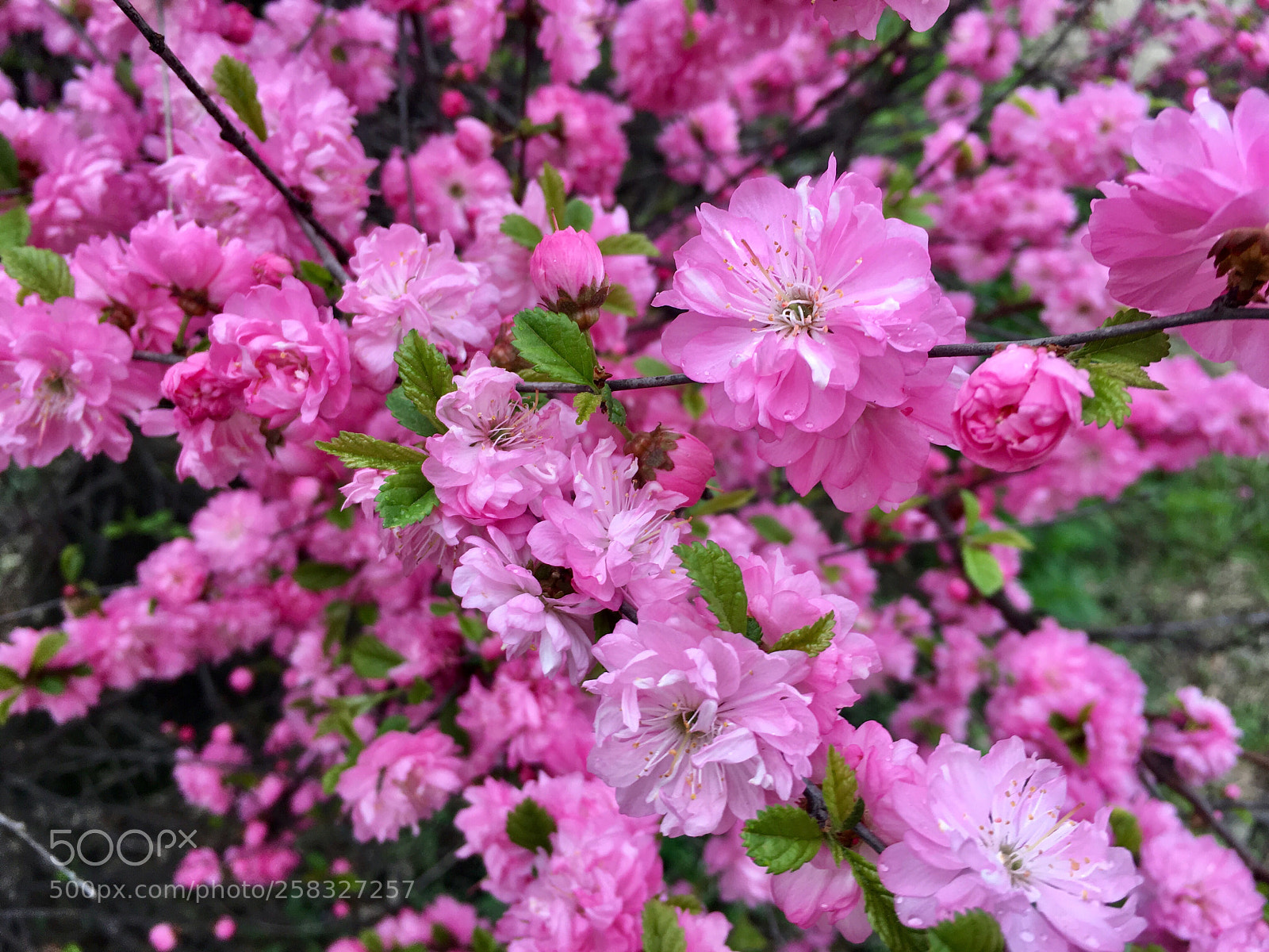 Apple iPhone 6s sample photo. Pink flowers photography