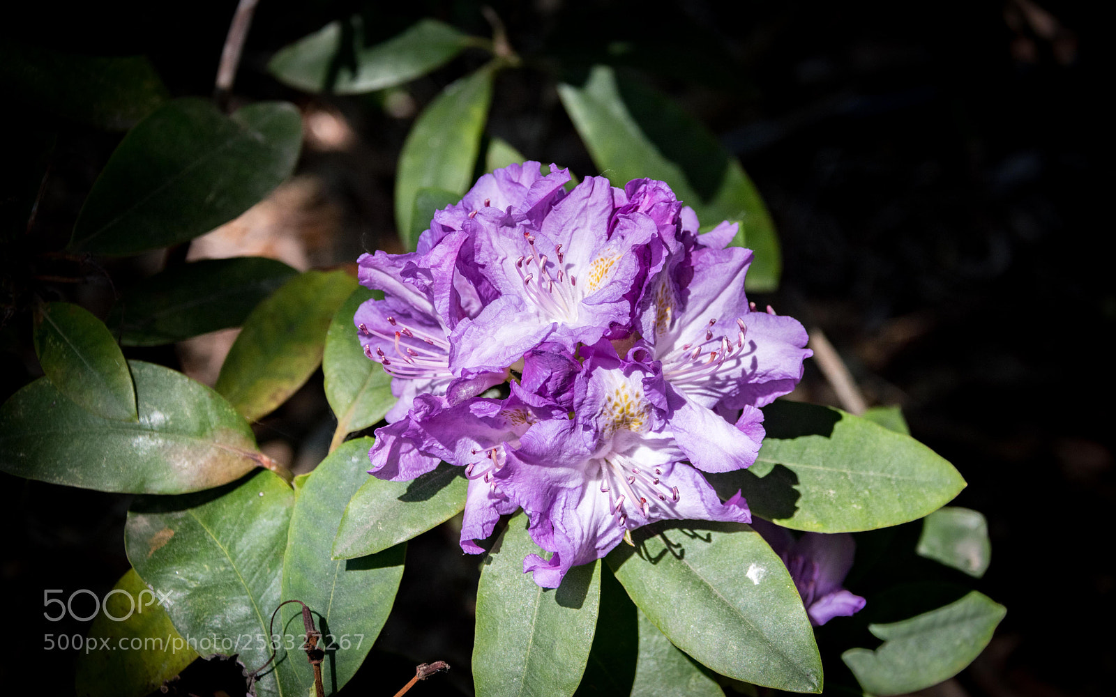 Nikon D5500 sample photo. Untitled photography