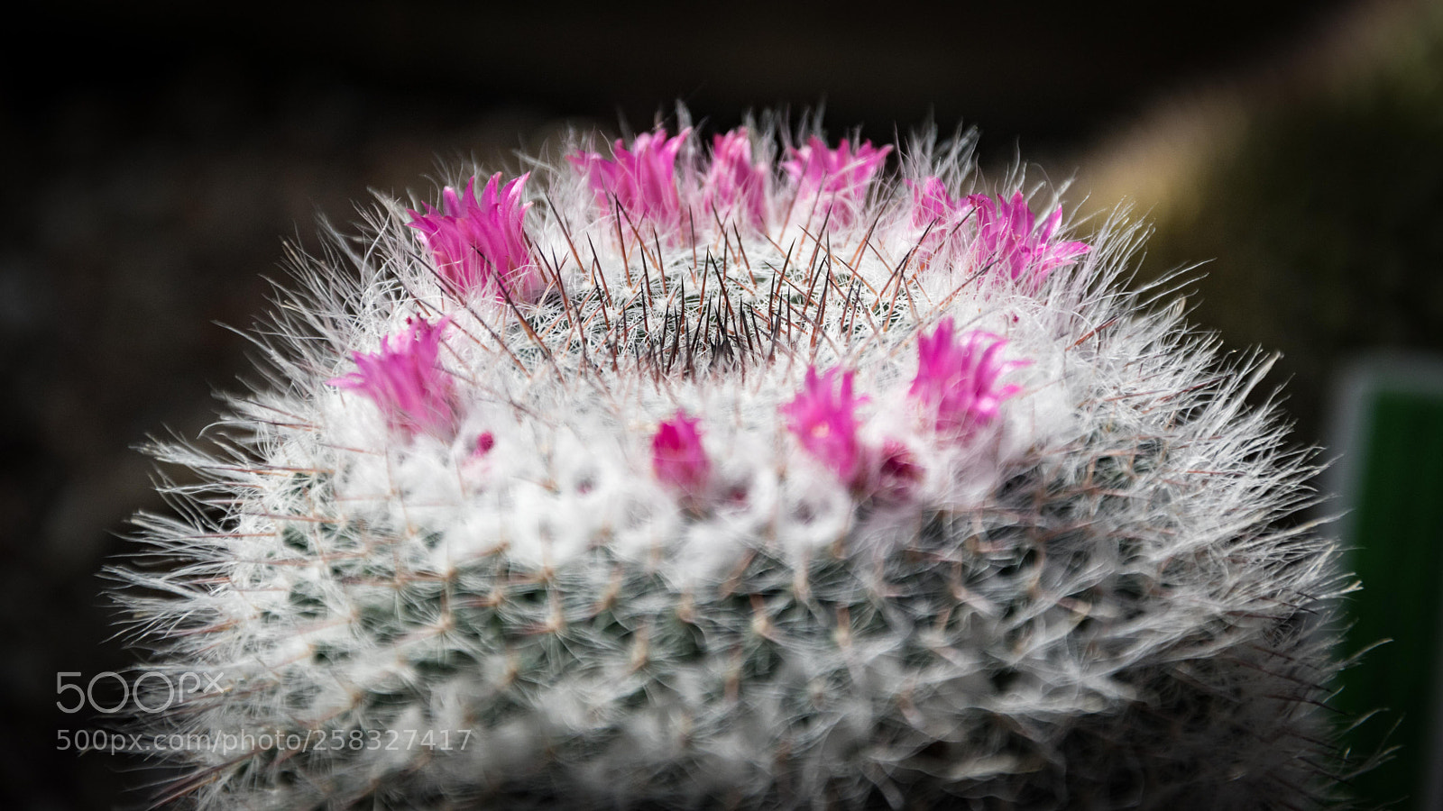 Nikon D5500 sample photo. Untitled photography