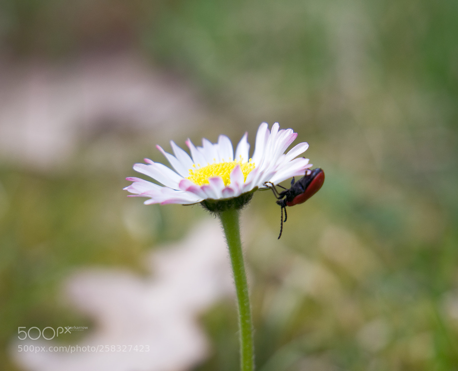 Panasonic Lumix DMC-G7 sample photo. Globetrotter photography