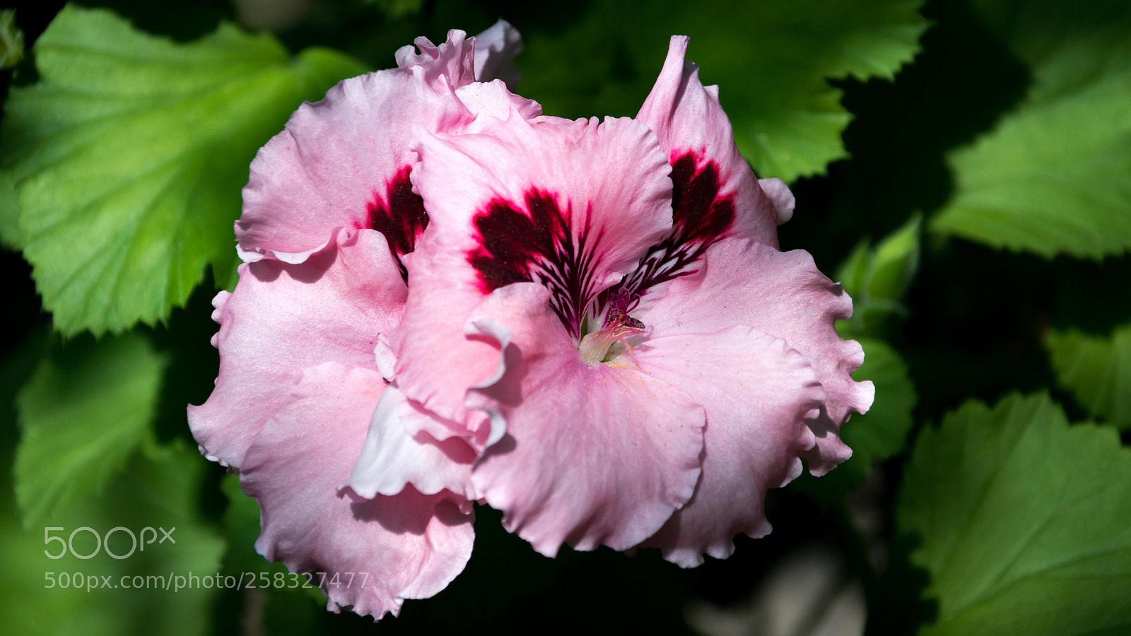 Nikon D5500 sample photo. Untitled photography
