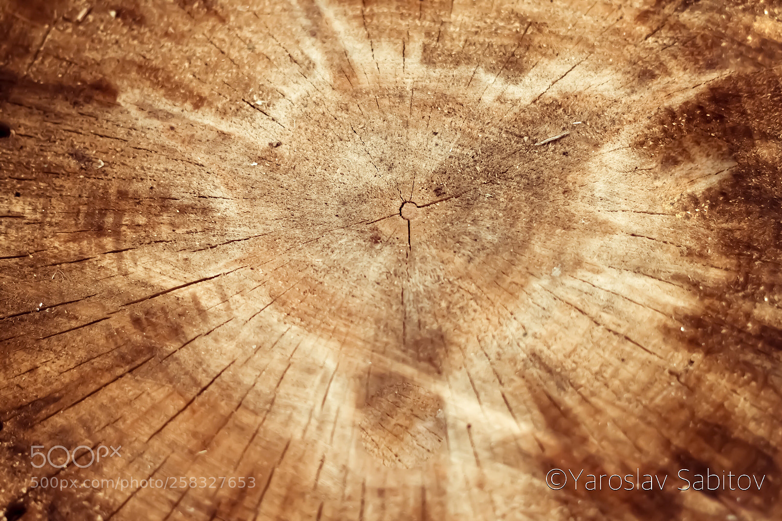 Canon EOS 1300D (EOS Rebel T6 / EOS Kiss X80) sample photo. Woods texture photography