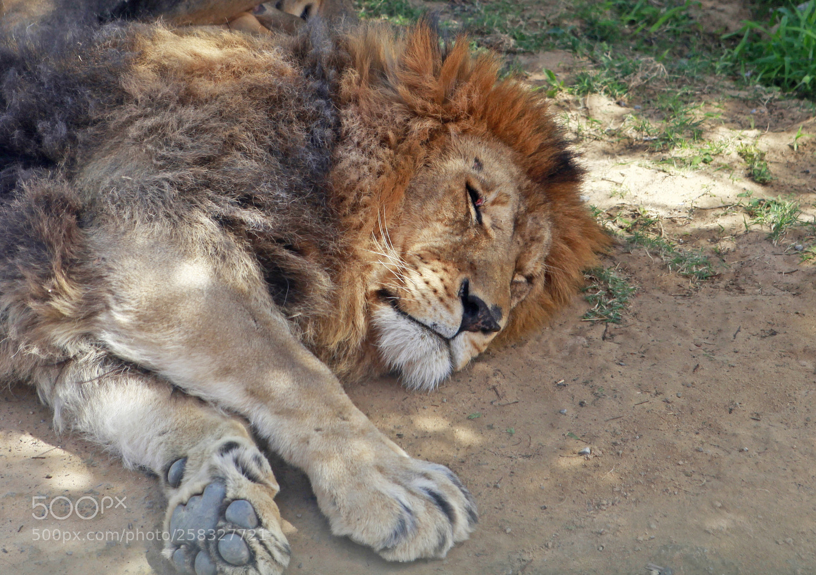 Canon EOS 5D Mark II sample photo. A royal nap photography