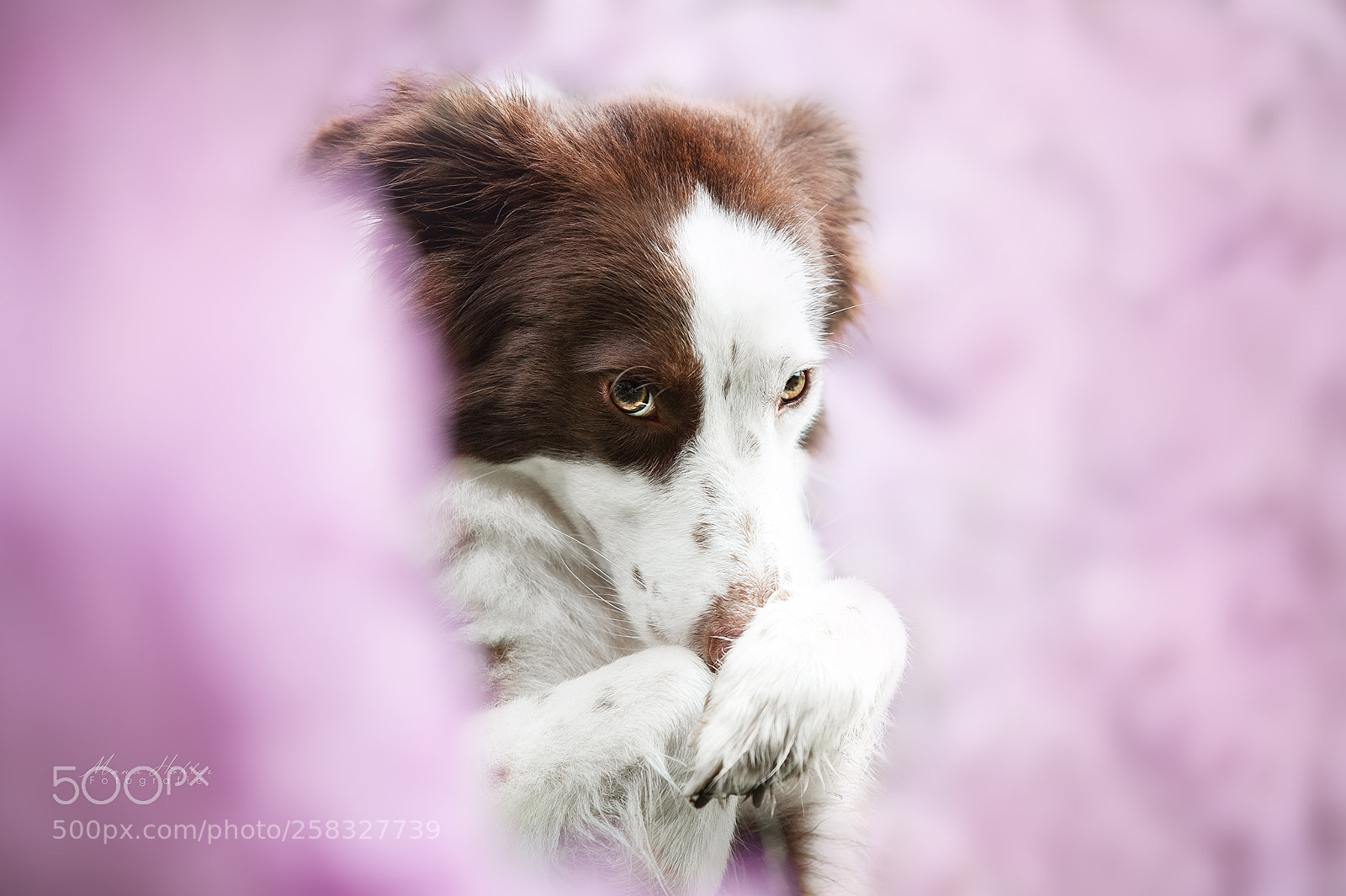 Nikon D3 sample photo. Pink spring photography