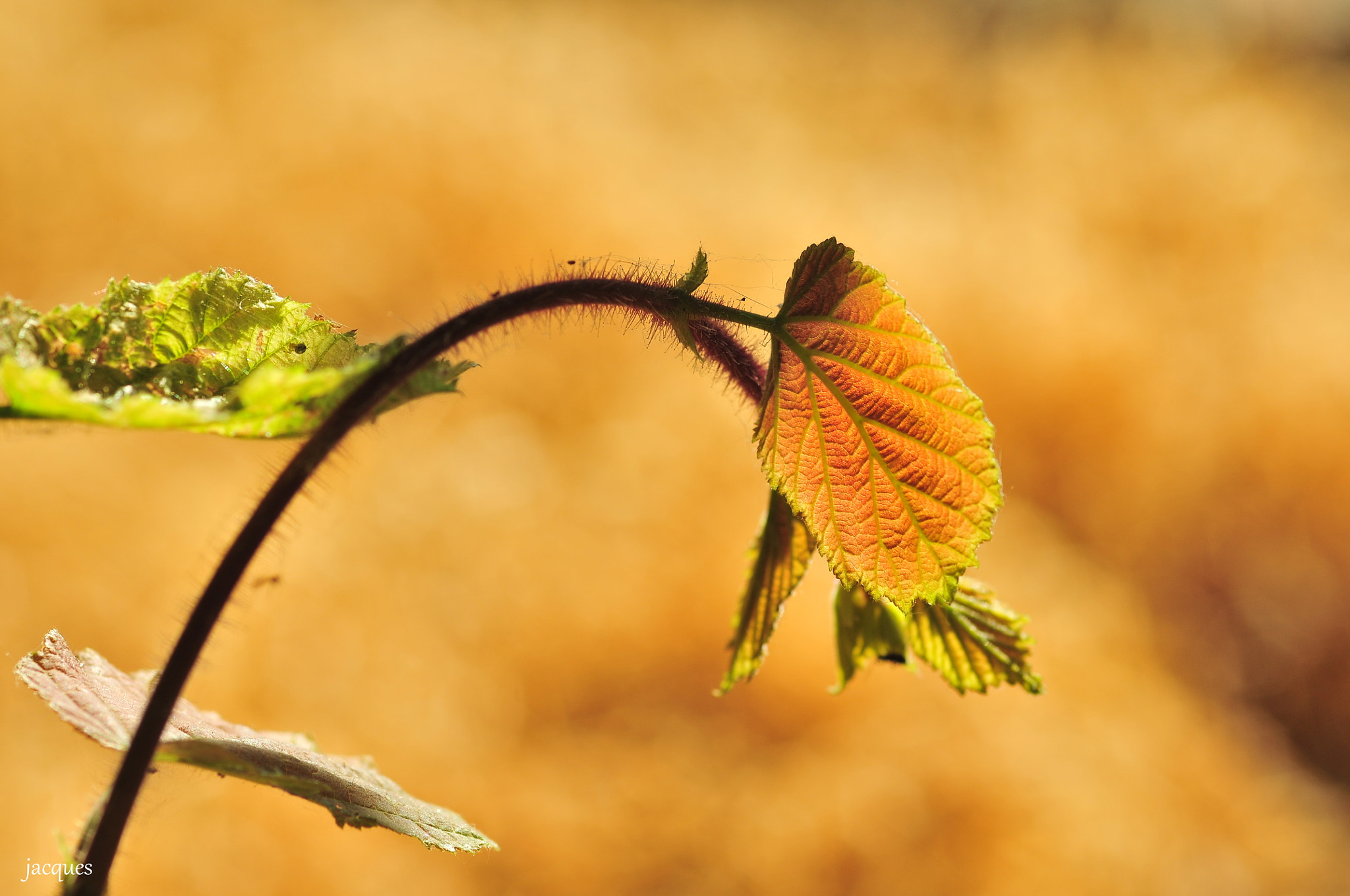 Nikon D300 + Sigma 105mm F2.8 EX DG Macro sample photo. Sunbathing photography