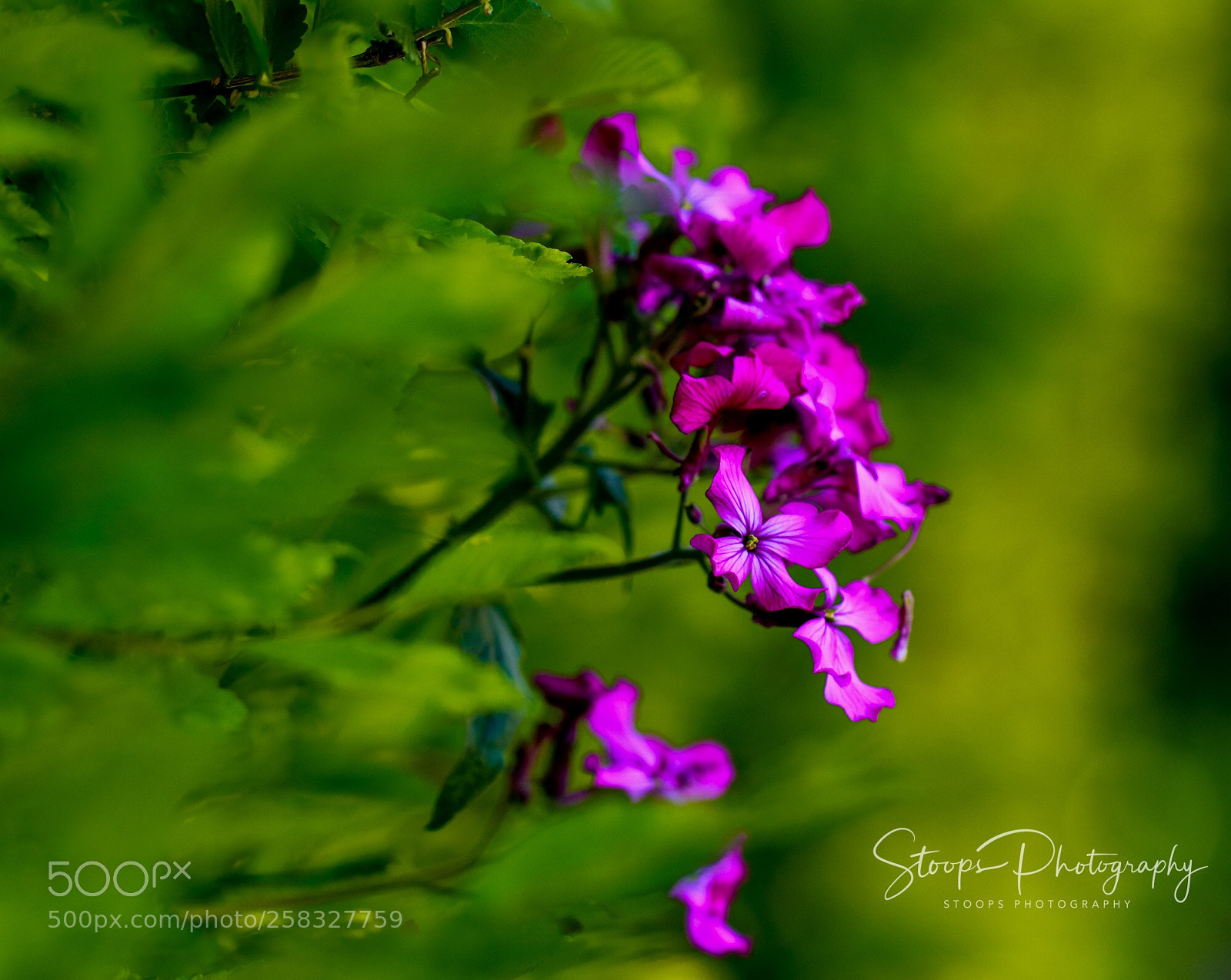 Canon EOS 80D sample photo. Flowers in the green photography