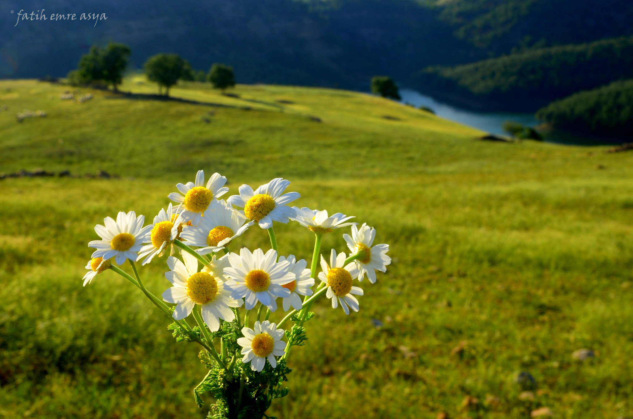 Nikon D7000 sample photo. Spring photography