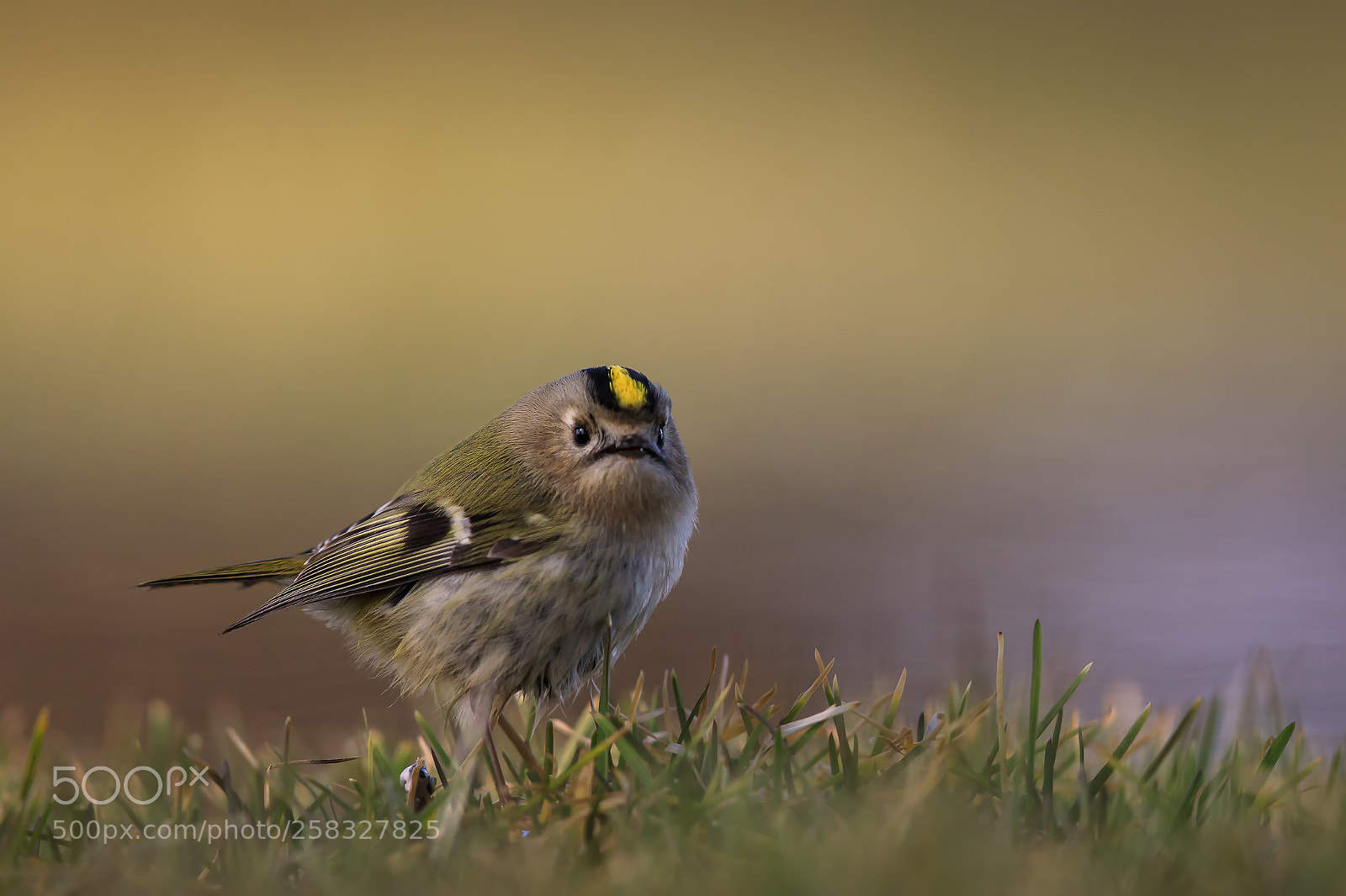 Canon EOS 5D Mark IV sample photo. Eye contact with a photography