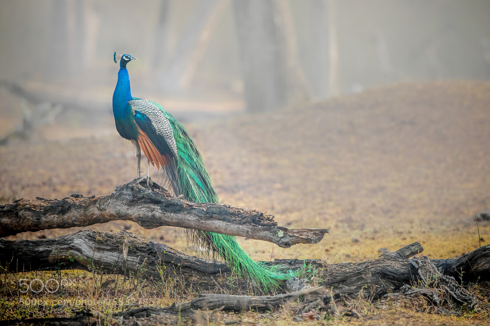 Canon EOS 5D Mark IV sample photo. #peacock photography