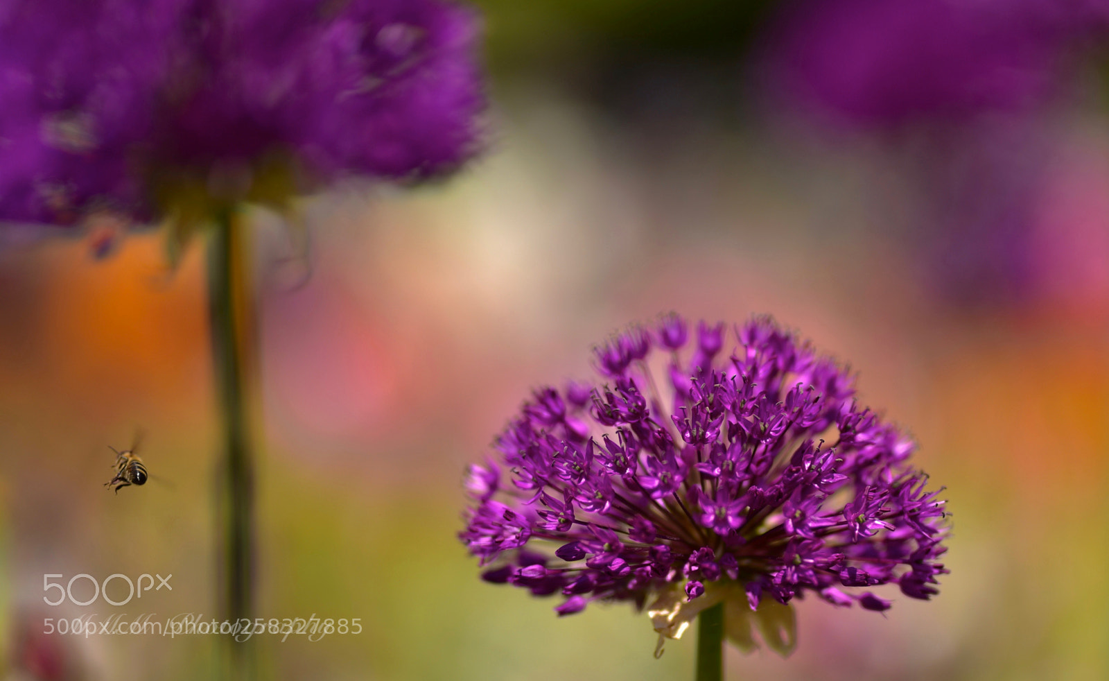 Nikon D750 sample photo. Natural painting.jpg photography