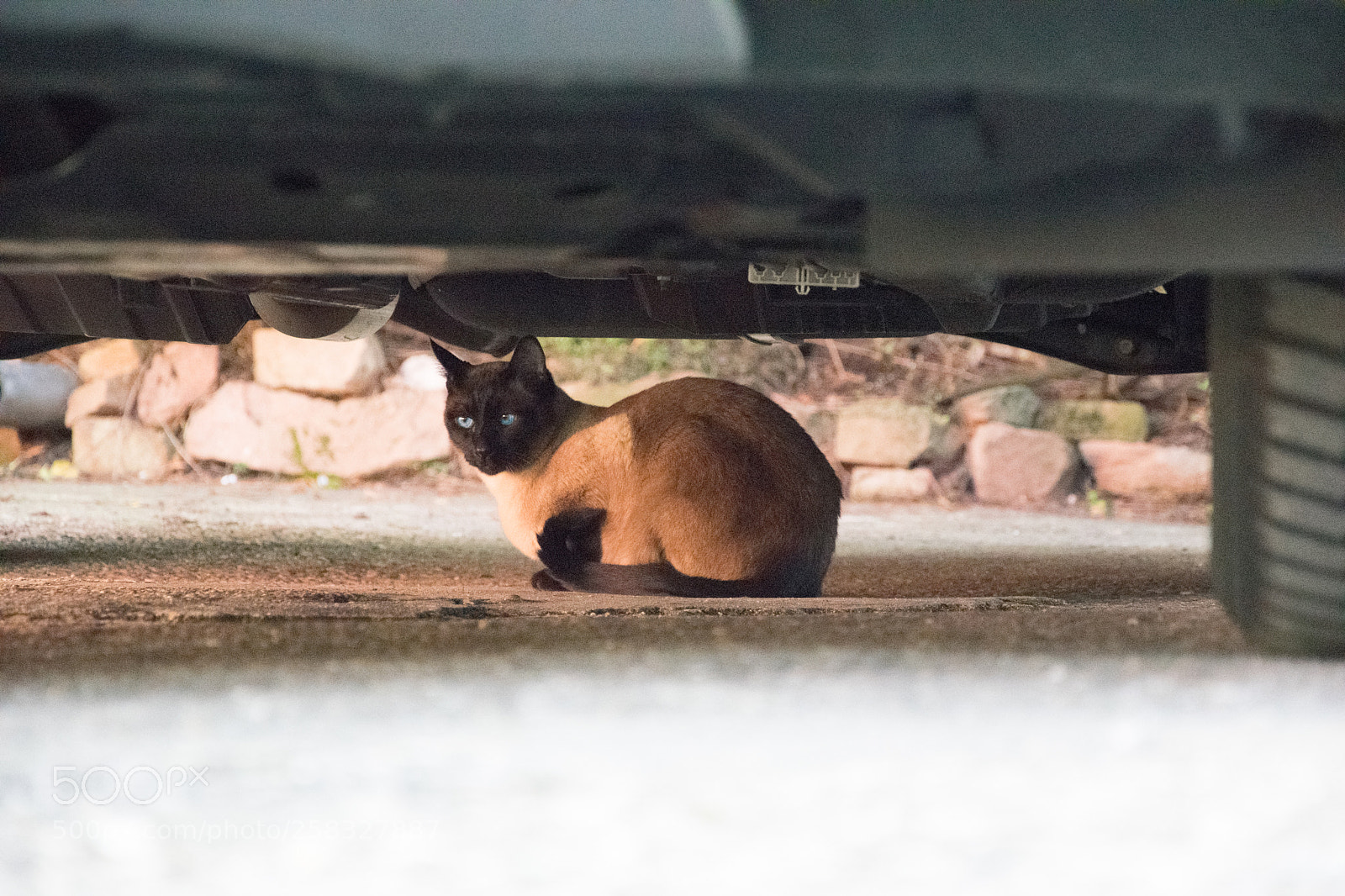 Nikon D5300 sample photo. Cat under car photography