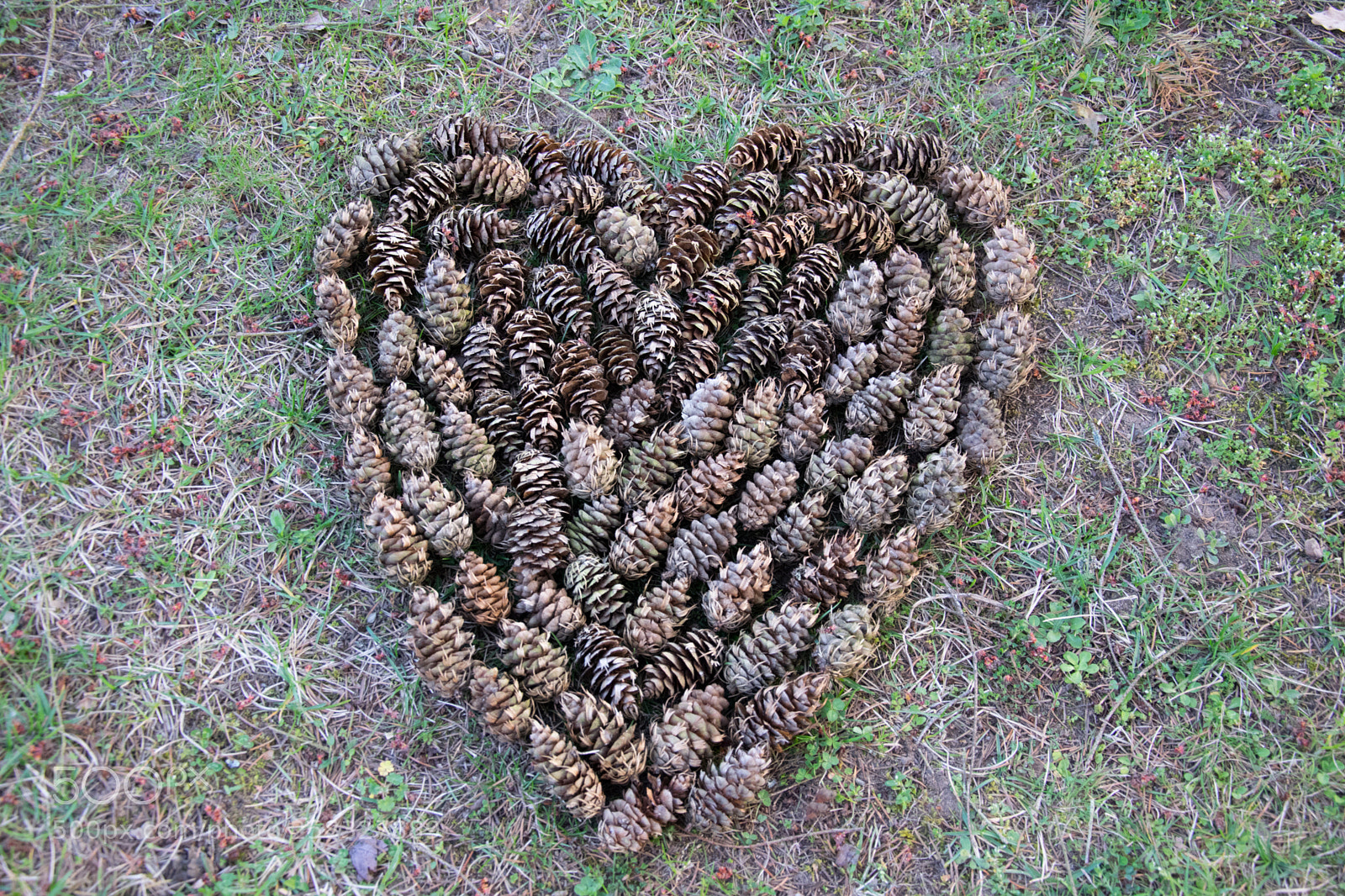 Nikon D5300 sample photo. Pinecone photography