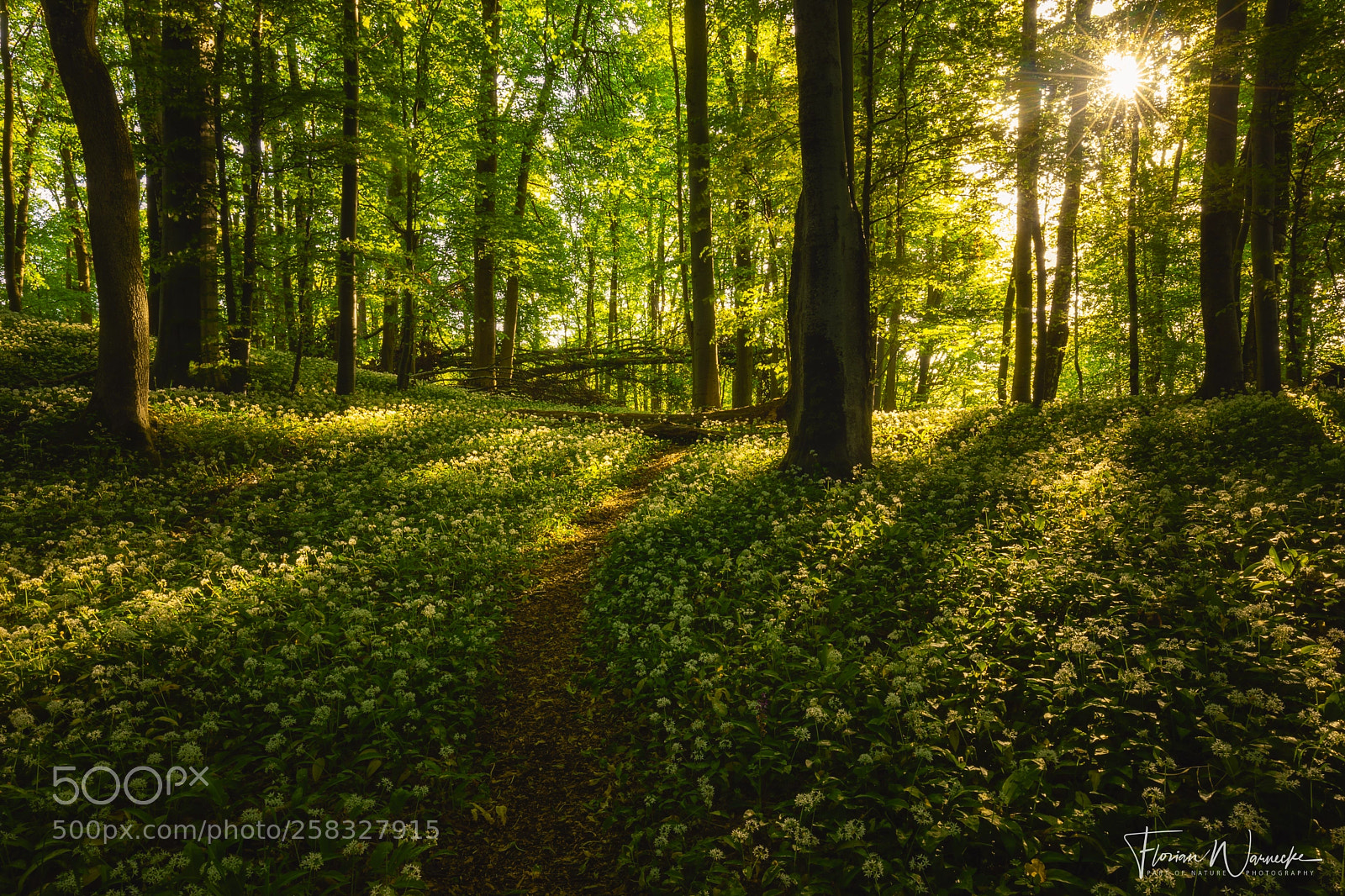 Canon EOS 5D Mark IV sample photo. Wild garlic morning photography