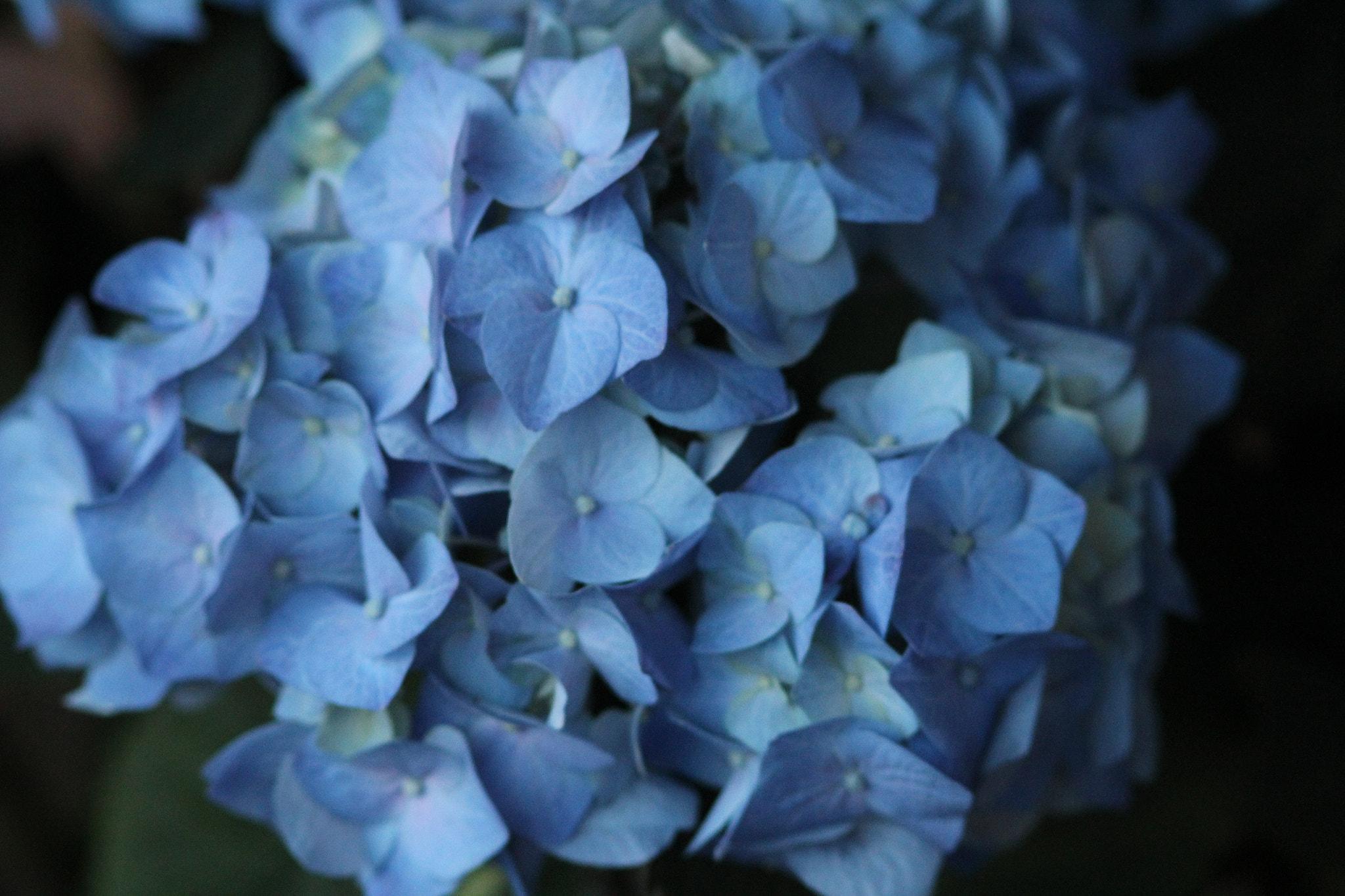 Canon EOS 1200D (EOS Rebel T5 / EOS Kiss X70 / EOS Hi) sample photo. Ortensia photography