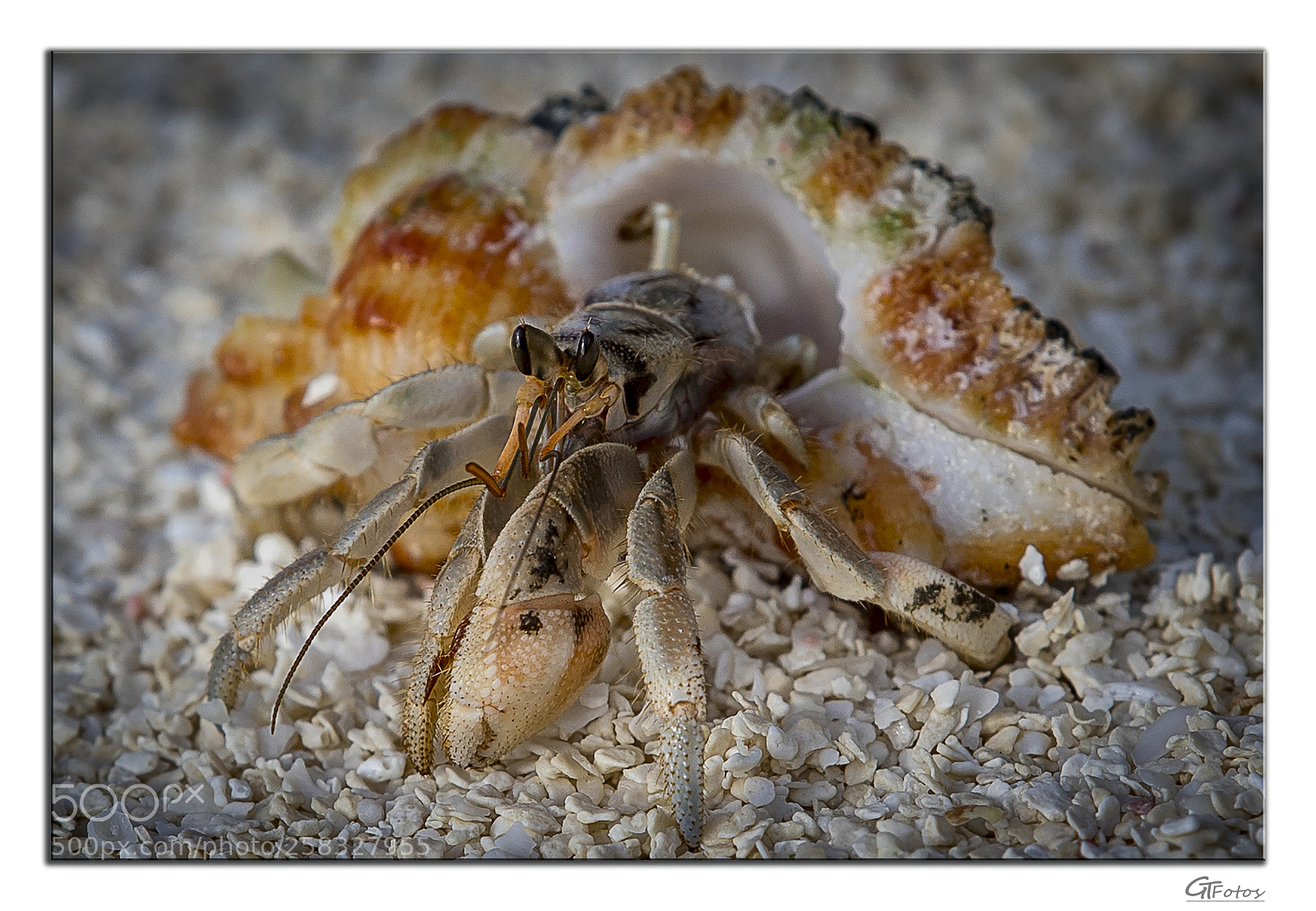 Canon EOS 5D Mark IV sample photo. Hermit crab photography
