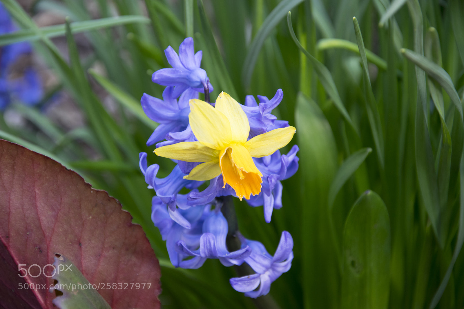 Nikon D5300 sample photo. Yellow and blue photography