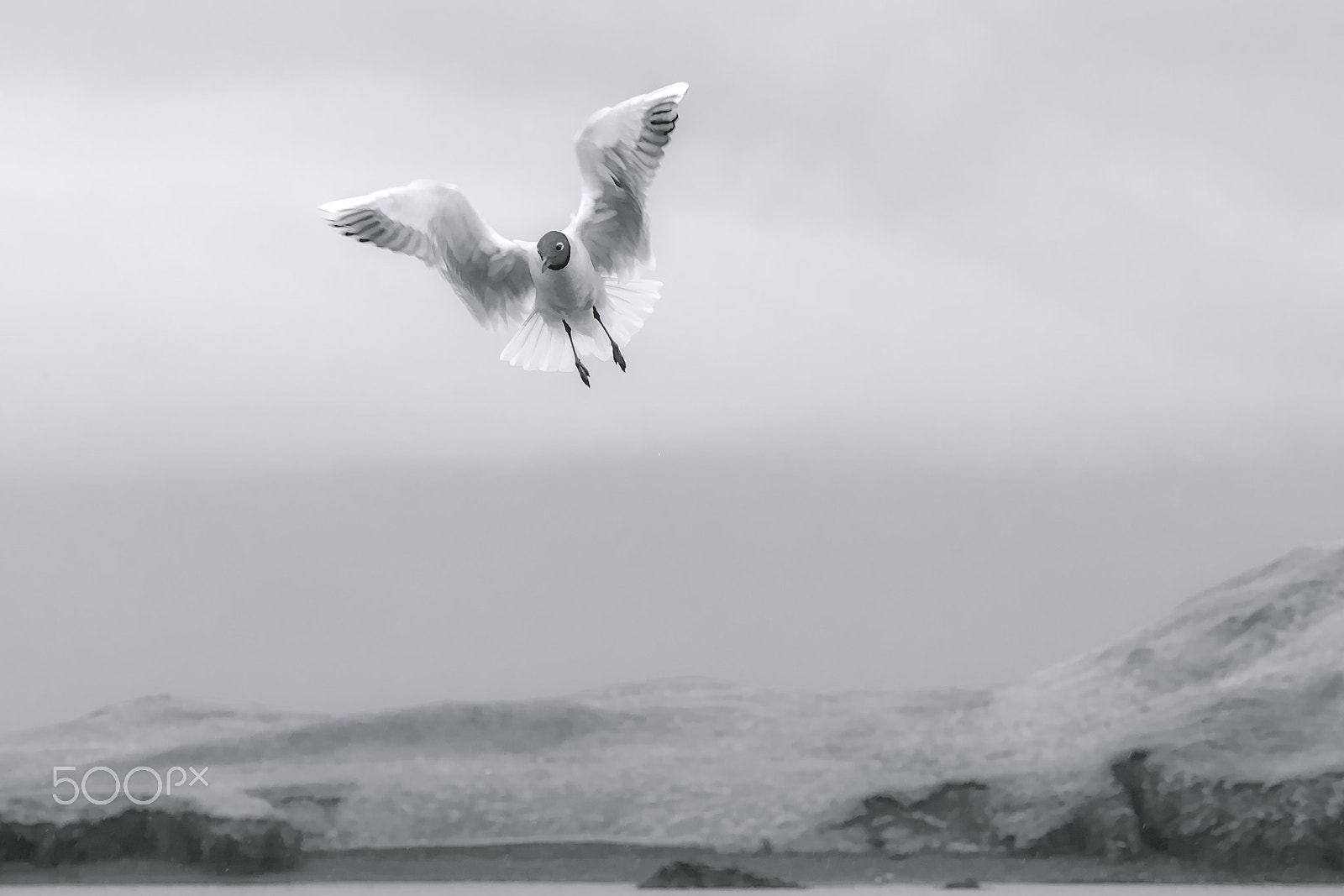 Tamron SP 35mm F1.8 Di VC USD sample photo. Black-headed gull photography