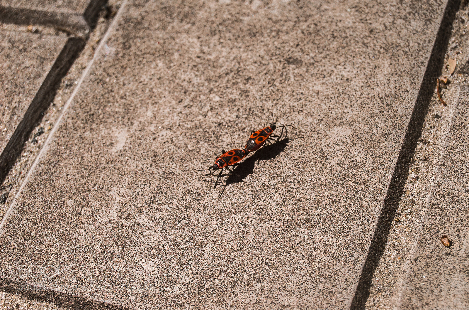 Nikon D3000 sample photo. Firebugs photography