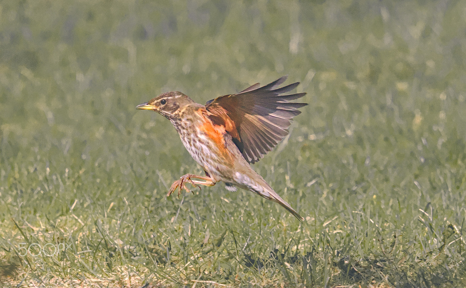 Canon EF 400mm F5.6L USM sample photo. Redwing photography