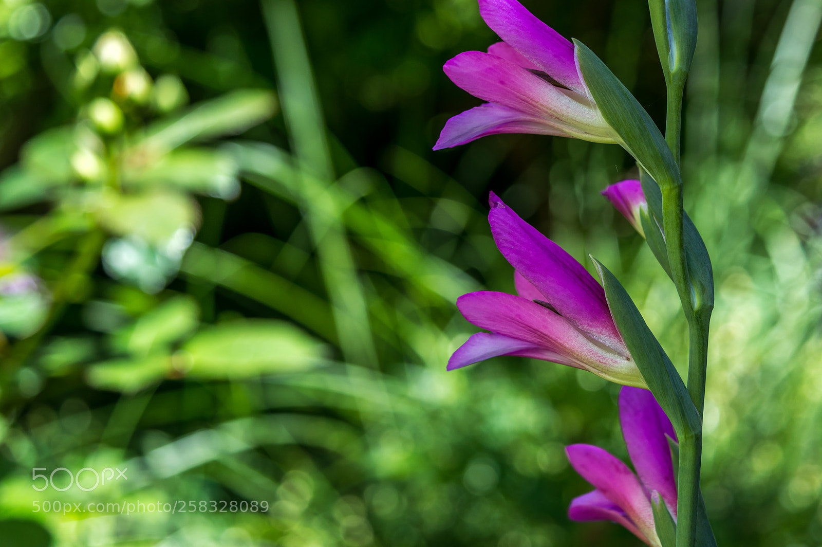 Nikon D3200 sample photo. Three photography