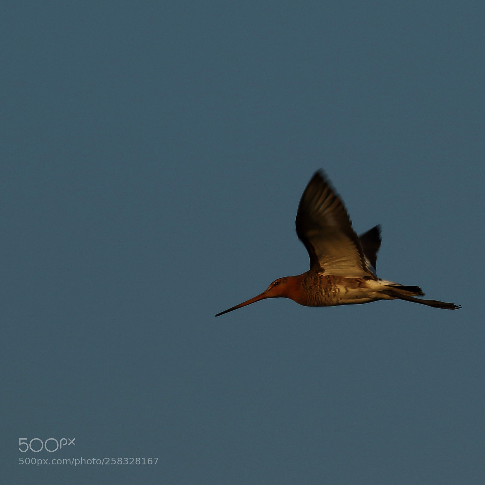 Canon EOS 7D Mark II sample photo. Grutto (black-tailed godwit) photography