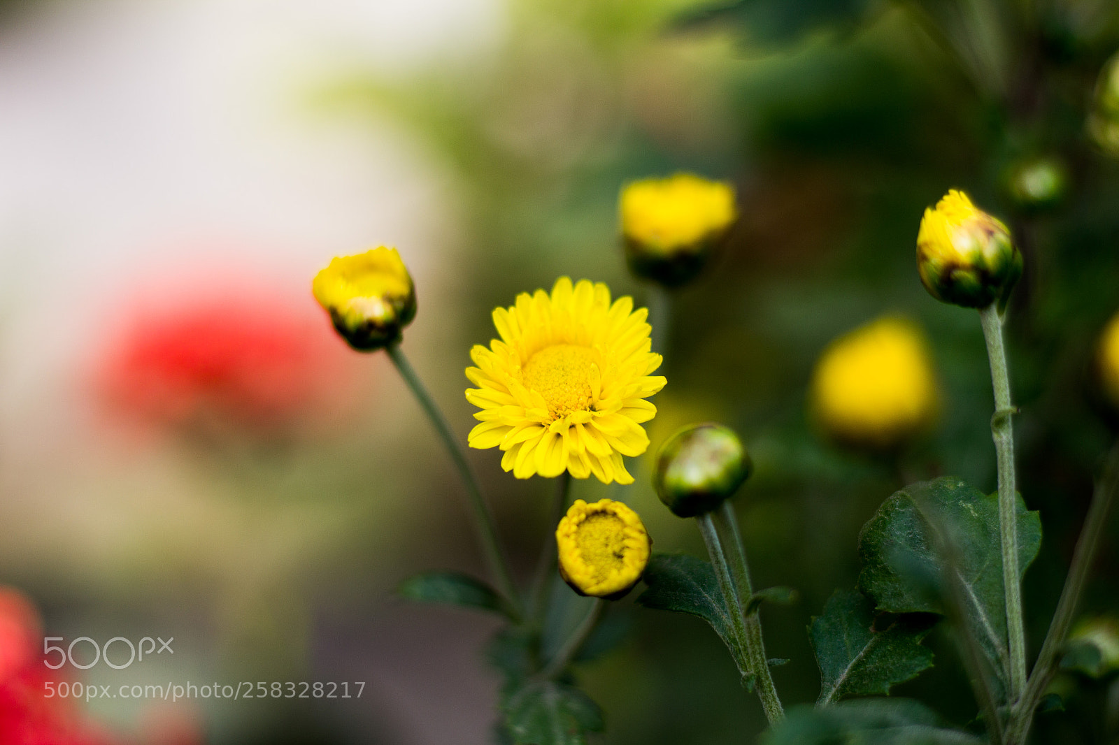 Canon EOS 1200D (EOS Rebel T5 / EOS Kiss X70 / EOS Hi) sample photo. Plantas e flores photography