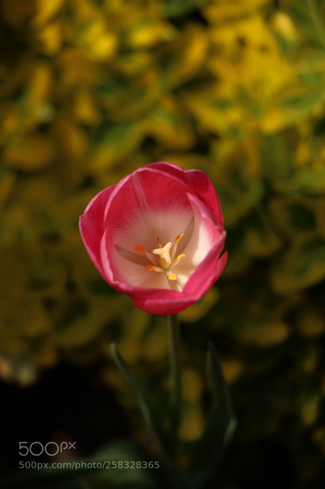 Canon EOS 70D sample photo. Tulip photography
