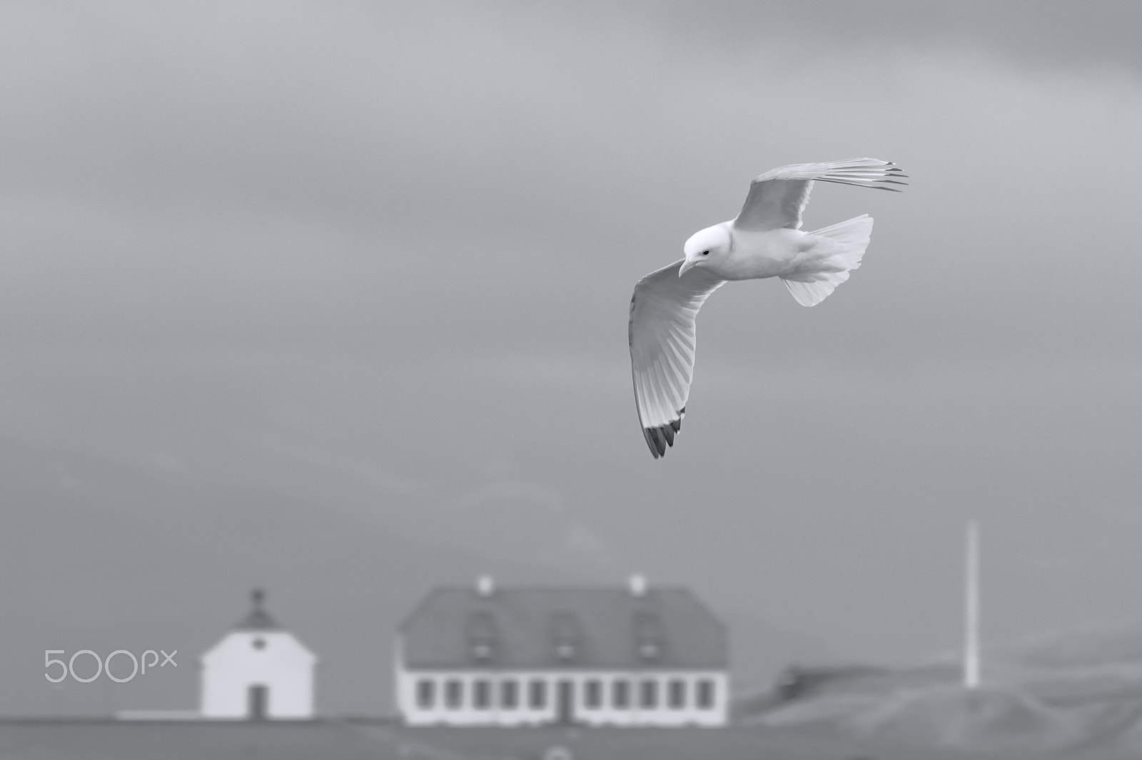 Canon EOS 77D (EOS 9000D / EOS 770D) + Tamron SP 35mm F1.8 Di VC USD sample photo. Common gull over viðeyjarstofa in iceland photography