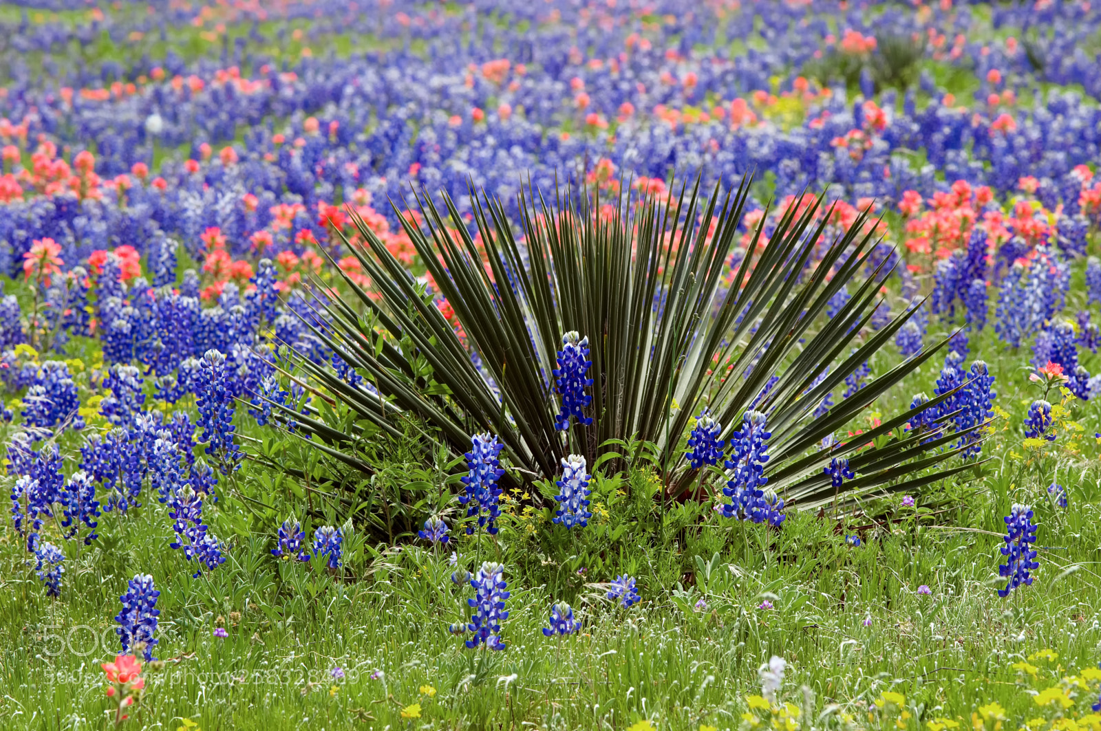 Nikon D300 sample photo. Yucca with bluebonnets and photography
