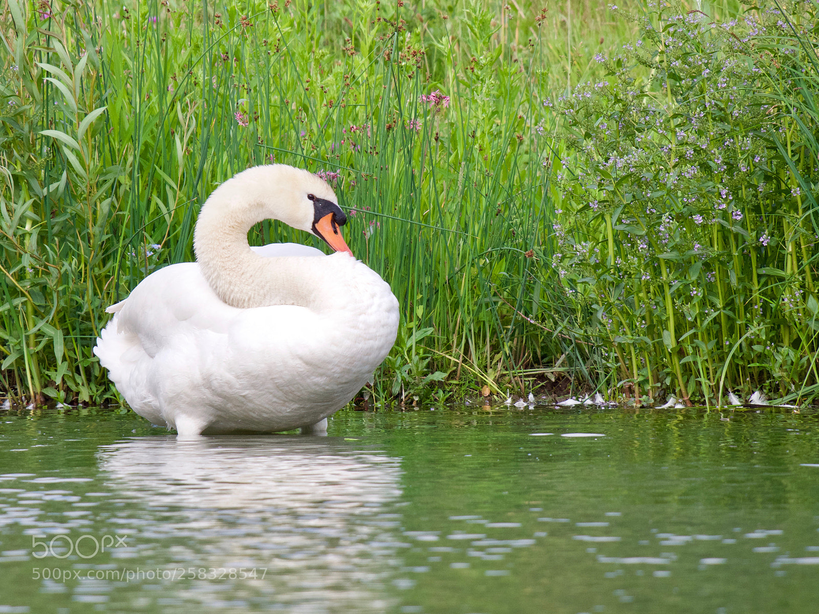 Panasonic Lumix DC-GH5 sample photo. Swan photography