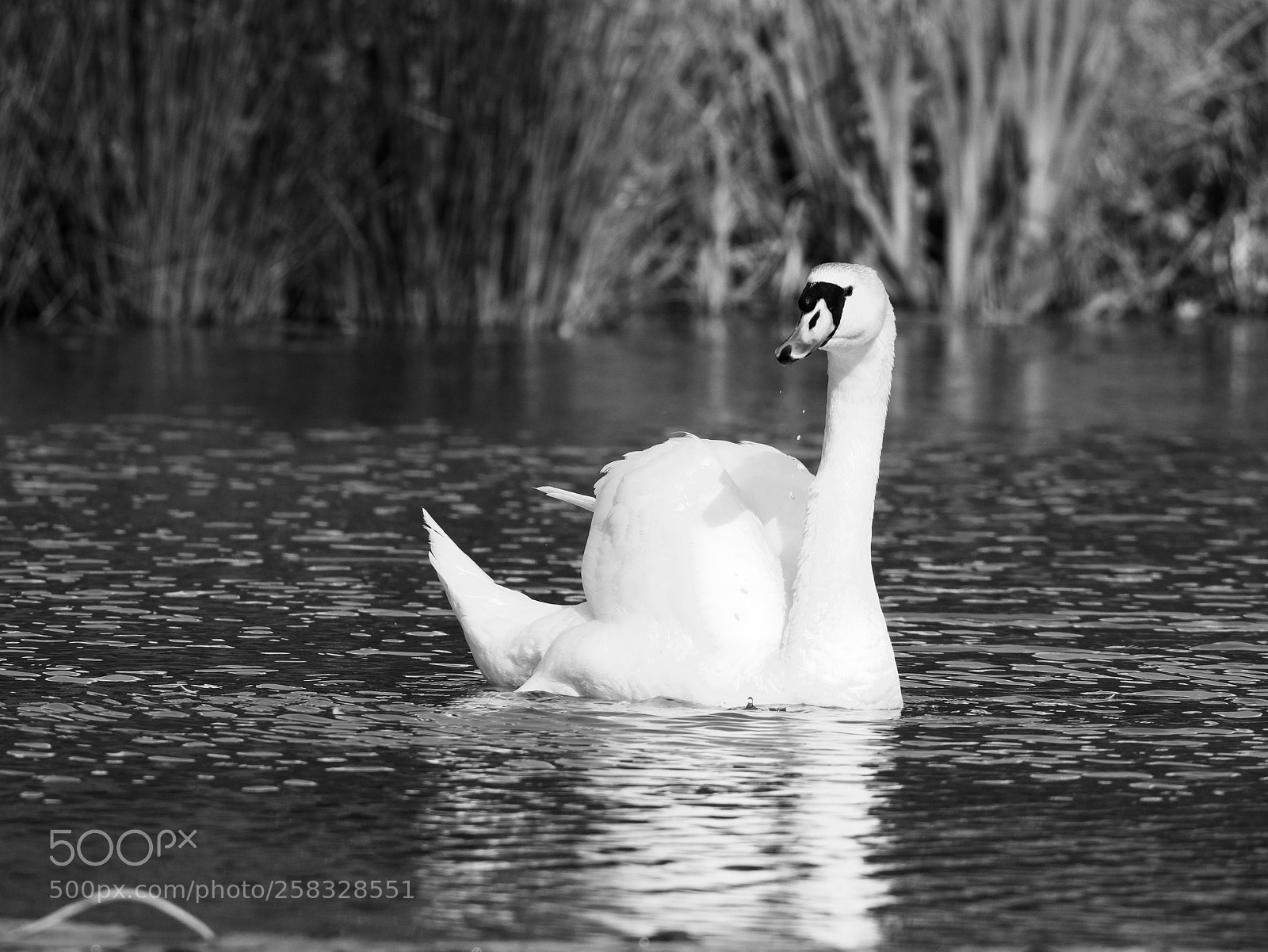 Panasonic Lumix DC-GH5 sample photo. Swan photography