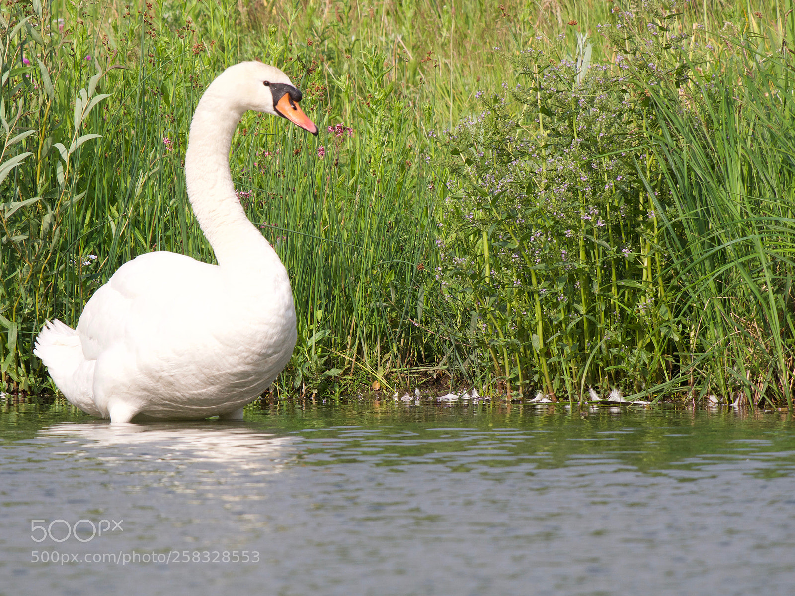 Panasonic Lumix DC-GH5 sample photo. Swan photography