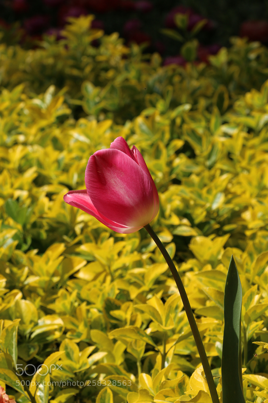 Canon EOS 70D sample photo. Tulip photography