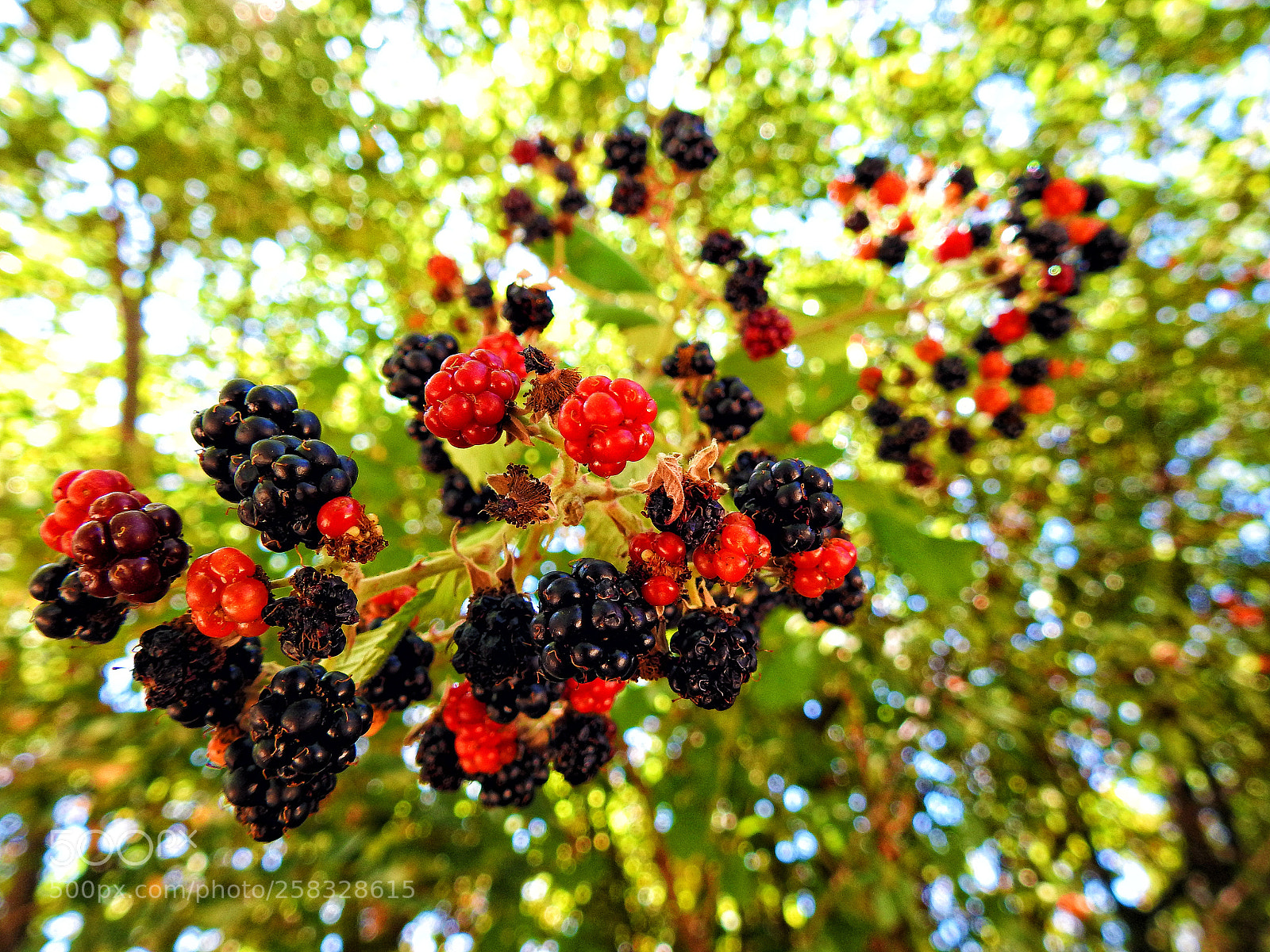 Nikon Coolpix P900 sample photo. Dewberry photography