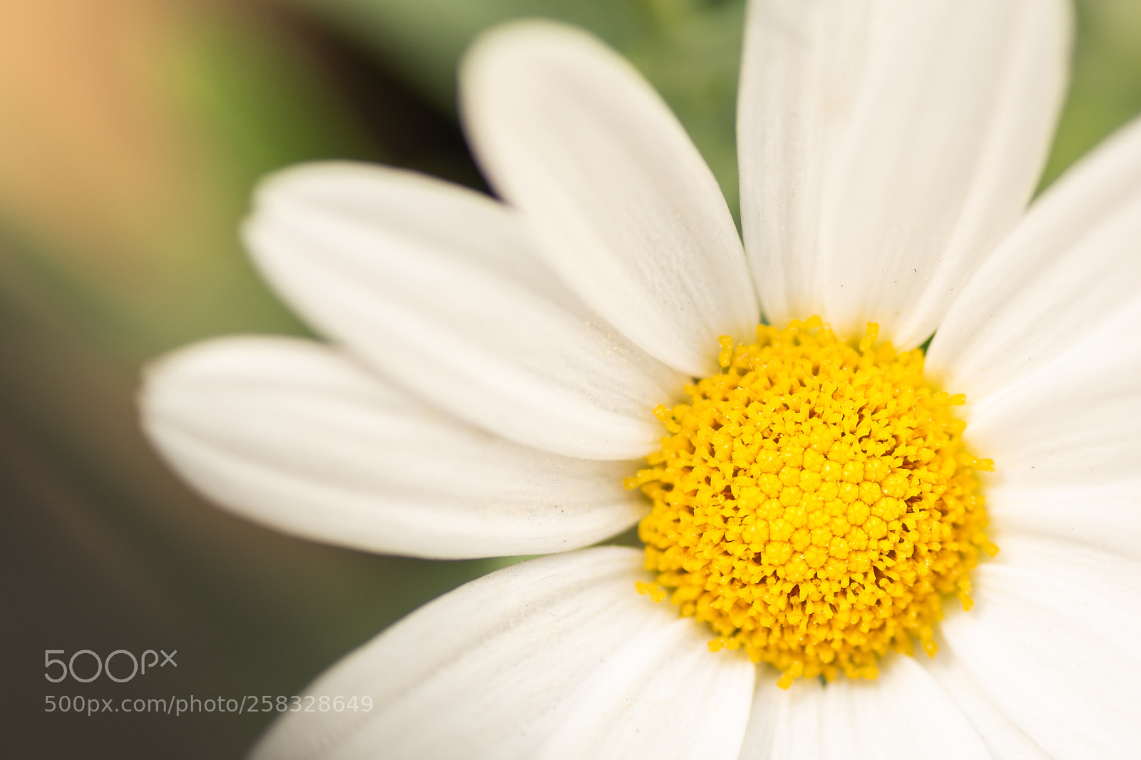 Nikon D5500 sample photo. Daisy photography