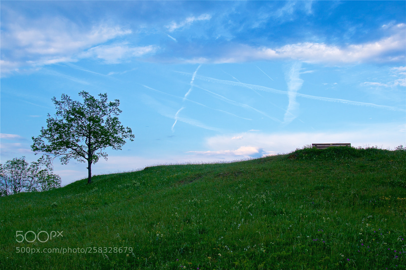 Pentax K-3 II sample photo. Tree and bench photography
