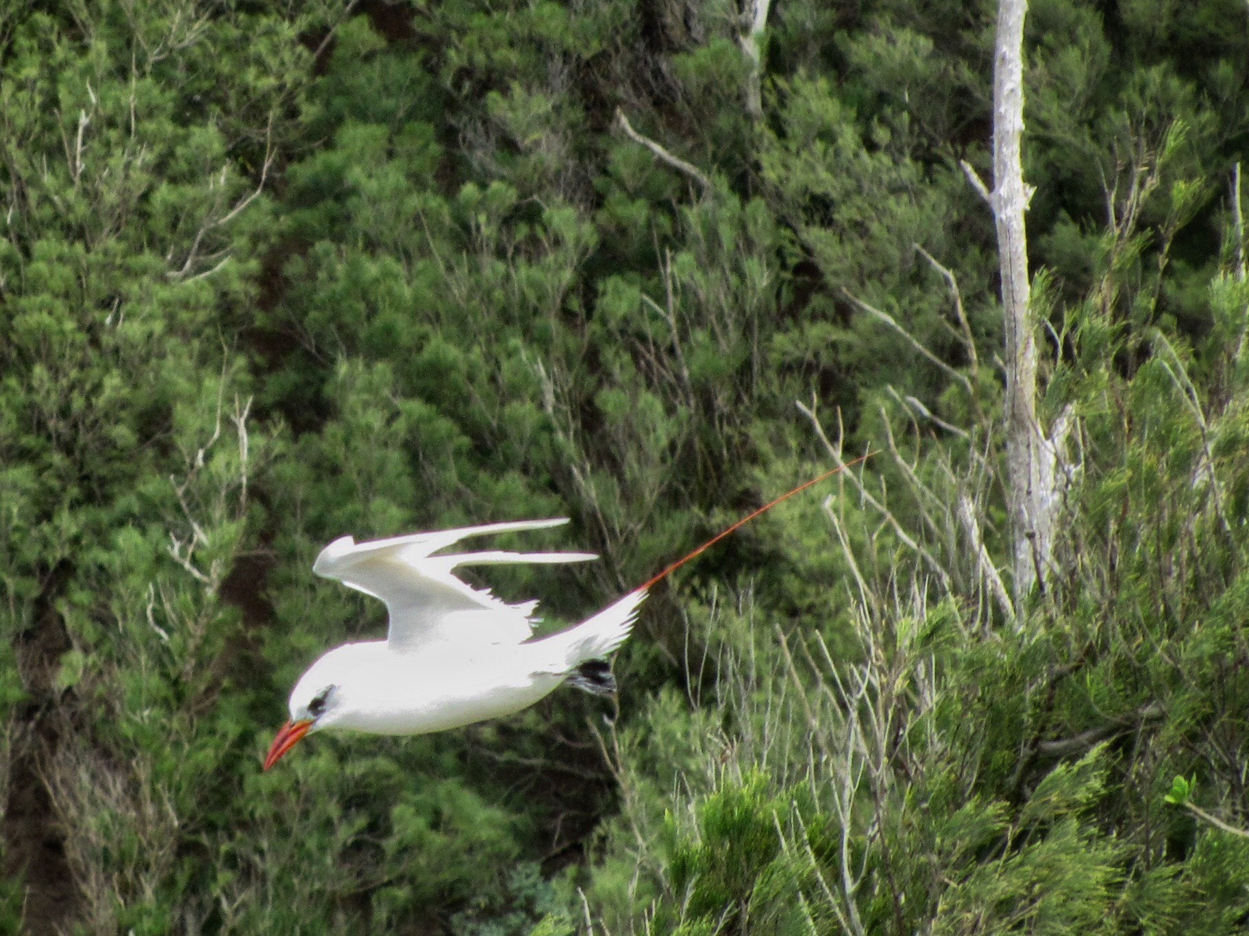 Canon PowerShot SX210 IS sample photo. Red-tailed tropicbird photography