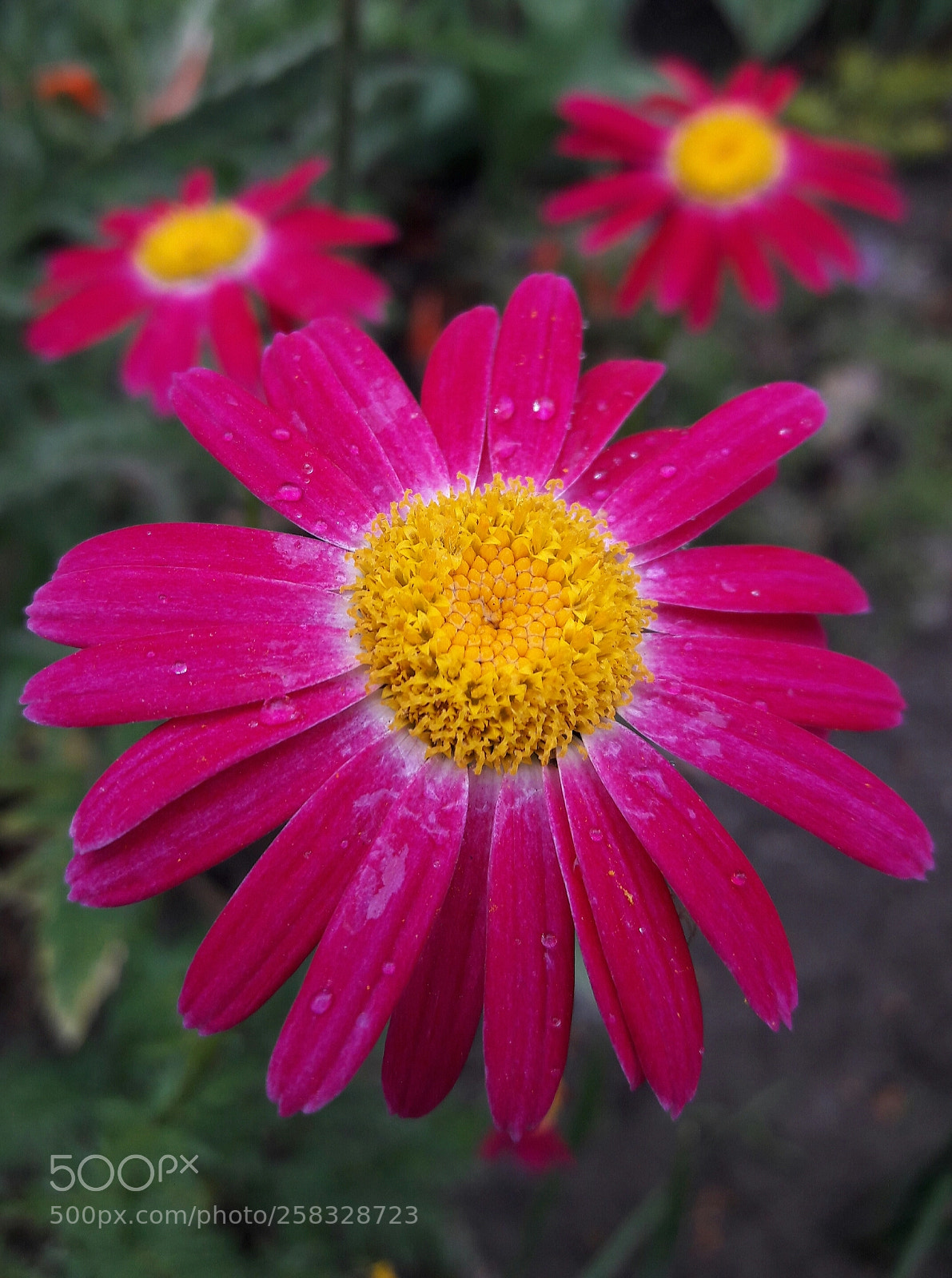 Samsung Galaxy J7 sample photo. Pink daisy photography